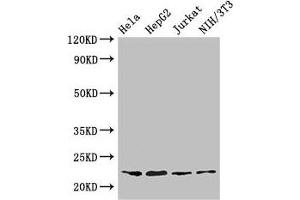 Western Blot Positive WB detected in: Hela whole cell lysate, HepG2 whole cell lysate, Jurkat whole cell lysate, NIH/3T3 whole cell lysate All lanes: RPS5 antibody at 3. (RPS5 抗体  (AA 1-204))