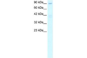WB Suggested Anti-C20ORF194 Antibody Titration: 2. (C20orf194 抗体  (C-Term))