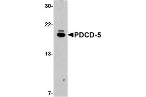 Western Blotting (WB) image for anti-Programmed Cell Death 5 (PDCD5) (C-Term) antibody (ABIN1030572) (PDCD5 抗体  (C-Term))