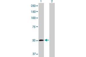 Western Blot analysis of FMO2 expression in transfected 293T cell line by FMO2 MaxPab polyclonal antibody. (FMO2 抗体  (AA 1-471))