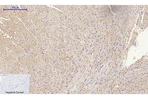 Immunohistochemical analysis of paraffin-embedded mouse heart tissue. (MMP2 抗体  (AA 580-660))