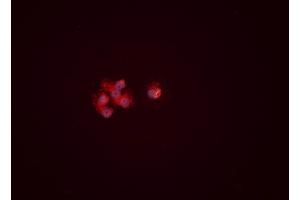 ABIN6276460 staining HEPG2 cells by ICC/IF. (ENO1 抗体  (C-Term))