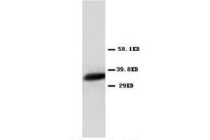 Western blot analysis of Hela cell lysis using Annexin VI antibody (Annexin IV 抗体  (N-Term))