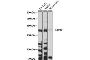 Western blot analysis of extracts of various cell lines, using NRXN1 antibody (ABIN6129420, ABIN6144865, ABIN6144866 and ABIN6214186) at 1:1000 dilution. (Neurexin 1 抗体  (AA 31-310))
