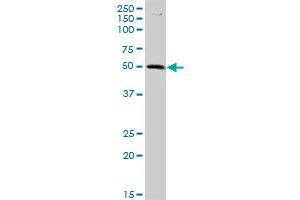 C9orf68 MaxPab polyclonal antibody. (C9orf68 抗体  (AA 1-392))