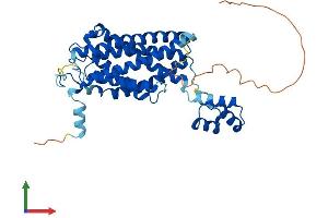 AlphaFold protein structure predicition of Human Recombinant CERS5 Protein, UniprotID Q8N5B7