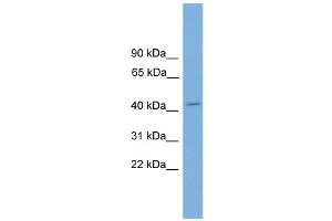 WB Suggested Anti-Vsx1 Antibody Titration:  0. (VSX1 抗体  (N-Term))