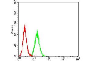Flow cytometric analysis of HeLa cells using BCAT2 mouse mAb (green) and negative control (red). (BCAT2 抗体  (AA 259-393))