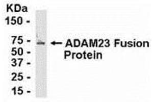 Western Blotting (WB) image for anti-ADAM Metallopeptidase Domain 23 (Adam23) (AA 72-144) antibody (ABIN2467991) (Adam23 抗体  (AA 72-144))