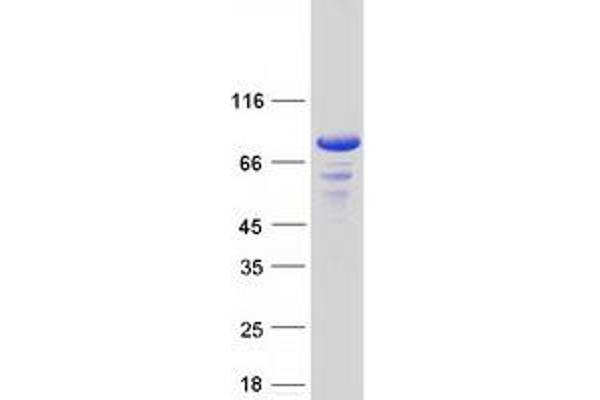 BMX Protein (Transcript Variant 2) (Myc-DYKDDDDK Tag)