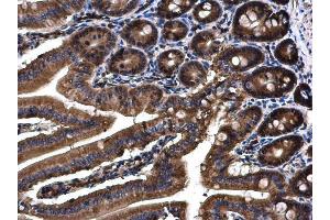 IHC-P Image Angiopoietin 4 antibody detects Angiopoietin 4 protein at cytoplasm on mouse duodenum by immunohistochemical analysis. (Angiopoietin 4 抗体  (N-Term))