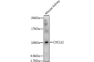 Western blot analysis of extracts of Mouse kidney, using CXCL12 antibody (ABIN6130152, ABIN6139271, ABIN6139272 and ABIN6217180) at 1:1000 dilution. (CXCL12 抗体  (AA 22-89))