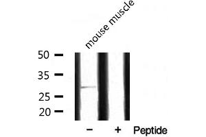 Western blot analysis of extracts from mouse muscle, using SURF1 antibody. (SURF1 抗体  (Internal Region))