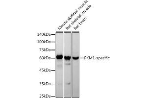 Western blot analysis of extracts of various cell lines, using PKM1-specific antibody (ABIN7269382) at 1:1000 dilution. (PKM1 抗体)