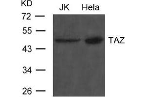 Western blot analysis of extract from JK and Hela cells using TAZ Antibody (WWTR1 抗体)