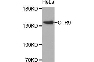 Western Blotting (WB) image for anti-RNA Polymerase-Associated Protein CTR9 Homolog (CTR9) antibody (ABIN1872090) (CTR9 抗体)