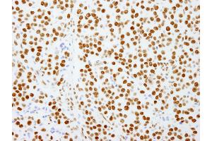 Immunohistochemistry (IHC) image for anti-Splicing Factor Proline/glutamine-Ric (SFPQ) (AA 657-707) antibody (ABIN7449003) (SFPQ 抗体  (AA 657-707))
