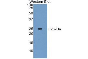 Western Blotting (WB) image for anti-Interleukin-27 Subunit alpha (IL27) (AA 29-234) antibody (ABIN1859409) (IL27 抗体  (AA 29-234))