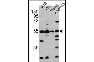 Western blot analysis of CASP2 antibody (Center) (ABIN388122 and ABIN2846317) in HL60, K562, Ramos and NIH-3T3 cell line lysates(35 μg/lane). (Caspase 2 抗体  (AA 198-226))