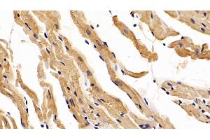 Detection of DPT in Mouse Cardiac Muscle Tissue using Polyclonal Antibody to Dermatopontin (DPT) (Dermatopontin 抗体  (AA 29-197))