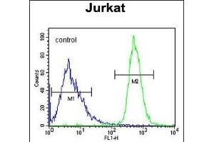 FFAR3 Antibody (C-term) (ABIN651415 and ABIN2840225) flow cytometric analysis of Jurkat cells (right histogram) compared to a negative control cell (left histogram). (FFAR3 抗体  (C-Term))