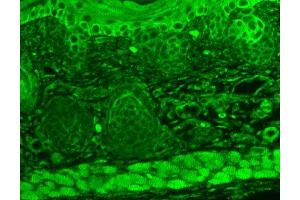 Immunohistochemistry analysis using Mouse Anti-TrpC7 Monoclonal Antibody, Clone S64A-36 . (TRPC7 抗体  (AA 845-862) (Atto 390))