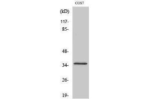 Western Blotting (WB) image for anti-Olfactory Receptor, Family 4, Subfamily K, Member 14 (OR4K14) (C-Term) antibody (ABIN3186100) (OR4K14 抗体  (C-Term))