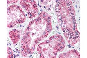 Anti-ULK1 antibody IHC of human kidney. (ULK1 抗体  (AA 320-370))