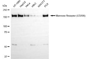 Western blotting analysis using mannose receptor (CD206) antibody (ABIN7799329). (Recombinant Mannose Receptor 抗体)