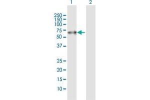 Western Blot analysis of PACSIN2 expression in transfected 293T cell line by PACSIN2 MaxPab polyclonal antibody.