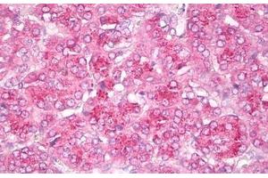 Anti-GIT2 antibody IHC staining of human pancreas. (GIT2 抗体  (AA 1-472))