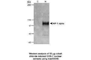 Image no. 1 for anti-Hypoxia Inducible Factor 1, alpha Subunit (Basic Helix-Loop-Helix Transcription Factor) (HIF1A) (AA 432-528) antibody (ABIN2852421) (HIF1A 抗体  (AA 432-528))