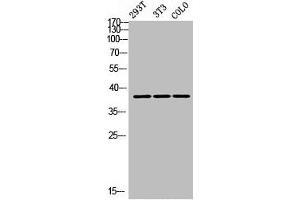 Western Blot analysis of 293T NIH-3T3 COLO cells using DGAT2L3 Polyclonal Antibody (AWAT1 抗体  (C-Term))