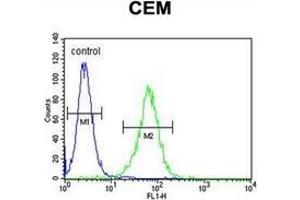 Flow cytometric analysis of CEM cells  using Neurexophilin-4 Antibody (C-term) Cat. (Neurexophilin 4 抗体  (C-Term))