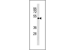 LRP2BP Antibody (Center) (ABIN1881508 and ABIN2843301) western blot analysis in A549 cell line lysates (35 μg/lane). (LRP2BP 抗体  (AA 126-152))