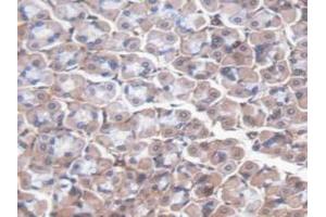 Immunohistochemistry (IHC) image for anti-Kininogen 1 (KNG1) (AA 268-540) antibody (ABIN7444145)