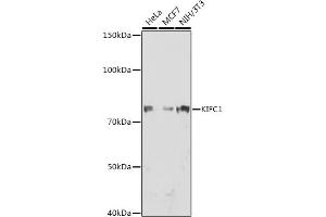 Western blot analysis of extracts of various cell lines, using KIFC1 antibody (ABIN1680485, ABIN3015039, ABIN3015040 and ABIN7101305) at 1:1000 dilution. (KIFC1 抗体)