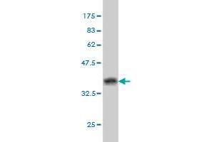 Western Blot detection against Immunogen (37. (BAG1 抗体  (AA 241-345))