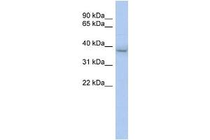 WB Suggested Anti-KLHDC8B Antibody Titration:  0. (KLHDC8B 抗体  (N-Term))