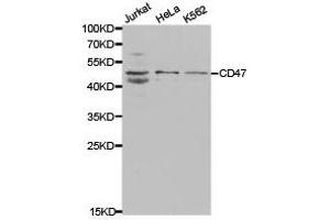 Western Blotting (WB) image for anti-CD47 (CD47) antibody (ABIN1871641) (CD47 抗体)
