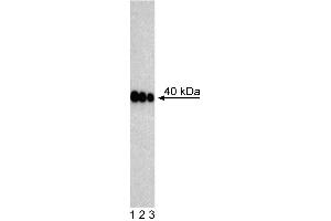 Western Blot analysis of PDX-1 in mouse pancreatic tumor (insulinoma) cell lysate.