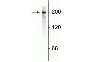 Western blot of rat cortical lysate showing specific immunolabeling of the ~200 kDa NF-H protein. (NEFH 抗体)