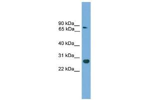 WB Suggested Anti-Cdx1 Antibody Titration:  0. (CDX1 抗体  (C-Term))