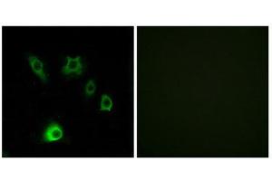 Immunofluorescence (IF) image for anti-Fibroblast Growth Factor 18 (FGF18) (C-Term) antibody (ABIN1850382) (FGF18 抗体  (C-Term))