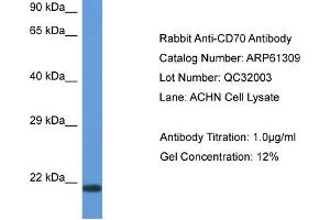 Western Blotting (WB) image for anti-CD70 Molecule (CD70) (N-Term) antibody (ABIN2774311) (CD70 抗体  (N-Term))