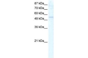 DDX19A antibody used at 2. (DDX19A 抗体)