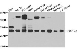 Western blot analysis of extract of various cells, using COPS7A antibody.