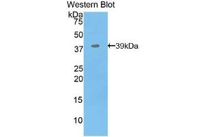 Figure. (MBP 抗体  (Biotin))