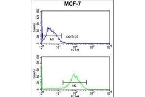DSTN Antibody (Center) (ABIN653136 and ABIN2842712) flow cytometry analysis of MCF-7 cells (bottom histogram) compared to a negative control cell (top histogram). (Destrin 抗体  (AA 70-98))