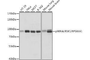 Western blot analysis of extracts of various cell lines, using p90Rsk/RSK1/RPS6K antibody (5718) at 1:1000 dilution. (RPS6KA1 抗体  (C-Term))